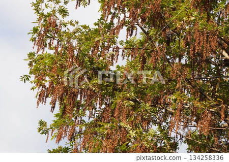 Ripe Chinese walnut fruit, October 2025 134258336