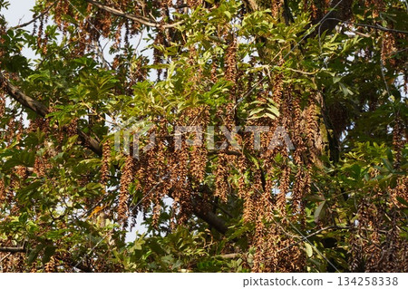 Ripe Chinese walnut fruit, October 2025 134258338