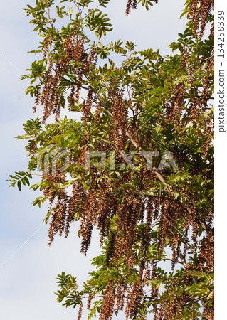 Ripe Chinese walnut fruit, October 2025 134258339