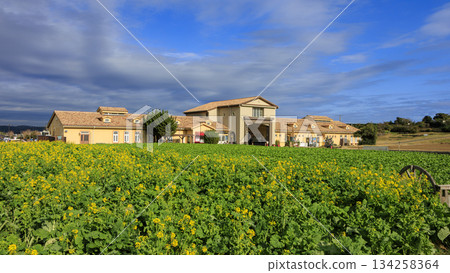 Yellow flower blooming hill Yellow flower blooming hill 134258364