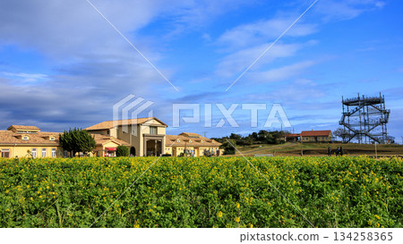 Yellow flower blooming hill Yellow flower blooming hill 134258365