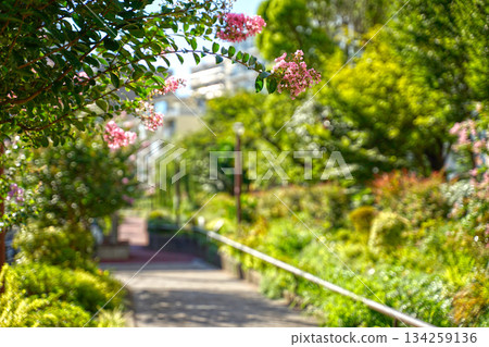 Meguro River green road 134259136