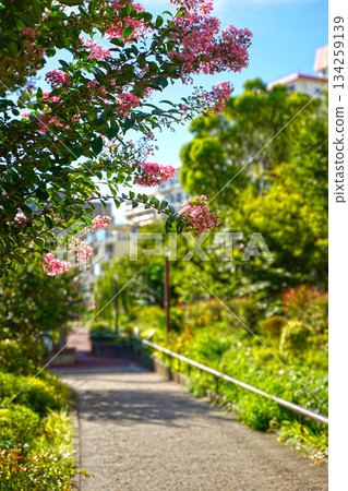 Meguro River green road 134259139