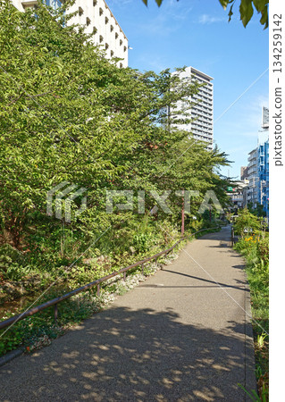 Meguro River green road 134259142