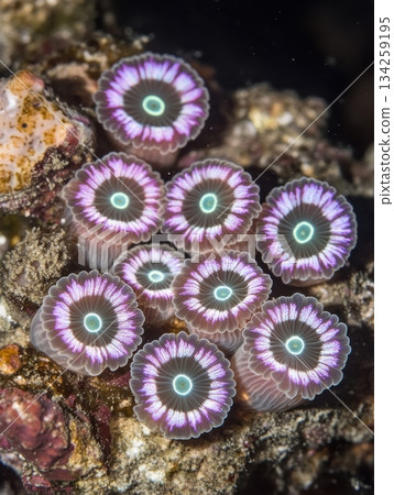 Stunning Purple Sea Anemones Underwater Coral Reef Nature Life Pink Ocean Color White Green Image 134259195
