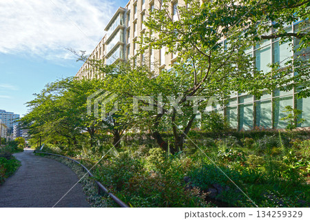 Meguro River green road 134259329