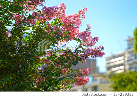 目黑河綠色路 目黑河綠色路 134259332