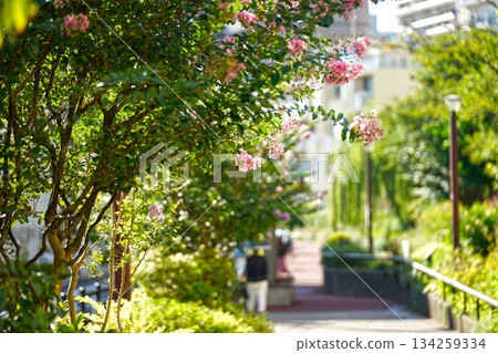 Meguro River green road 134259334