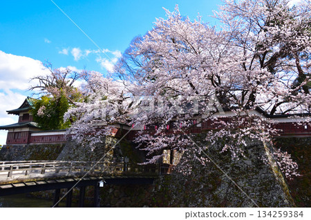 Spring Cherry Blossoms Suwa Takashima Castle Crowned Gate 134259384