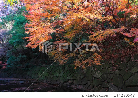 Autumn leaves hanging over the Udagawa River at Axekariga-fuchi in Totsuka Ward, Yokohama 134259548