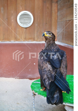 Harris Hawk Harris Hawk 134259549