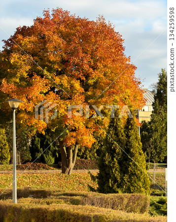 Vibrant autumn tree with golden orange foliage stands prominently in a sunny park landscape, reflecting the beauty of seasonal change and natural tranquility Vibrant autumn tree with golden orange foliage stands prominently in a sunny park landscape, reflecting the beauty of seasonal change and natural tranquility 134259598
