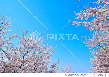  Cherry blossom blue sky 134259611