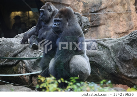 Gorilla with good posture 134259626
