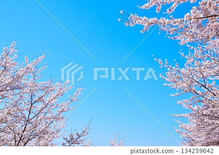 Cherry blossom blue sky Cherry blossom blue sky 134259642