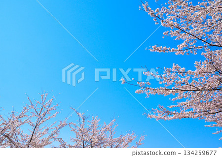 櫻花藍天 櫻花藍天 134259677