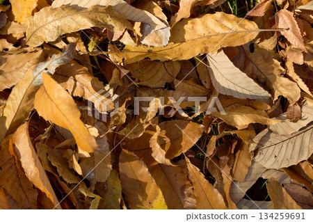 自然背景素材：柔光下落橡樹葉的紋理 134259691