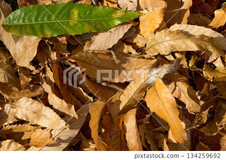 Natural background material: Texture of fallen oak leaves in soft light Natural background material: Texture of fallen oak leaves in soft light 134259692