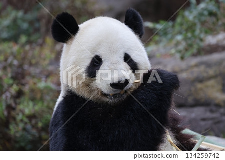 Panda to eat bamboo grass 134259742