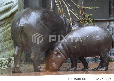 Pygmy hippopotamus mother and child 134259746