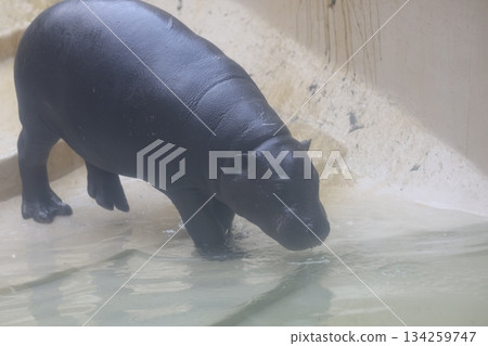 cute pygmy hippo 134259747