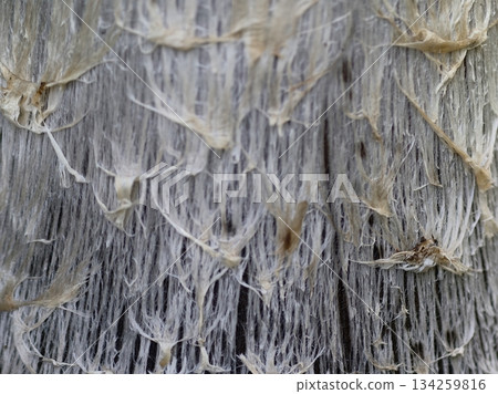 subtle misty woodland environment with intricate mushroom gills and gentle filtering light subtle misty woodland environment with intricate mushroom gills and gentle filtering light 134259816