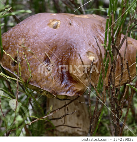 mushroom among grasses, robust brown porcini capped mushroom nestled in damp moss and meadow foliage mushroom among grasses, robust brown porcini capped mushroom nestled in damp moss and meadow foliage 134259822