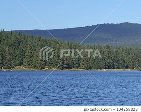 serene water and pine landscape, soothing water ripples beneath towering pine trees and open hills 134259828