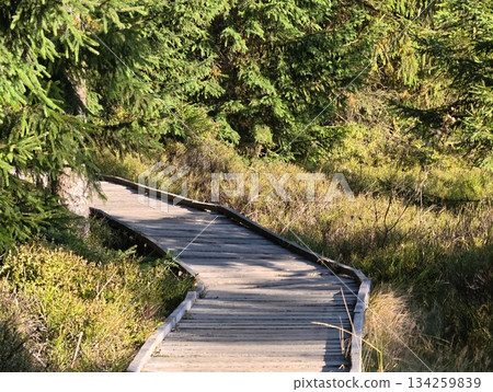 gentle wooden walkway weaving through verdant wetlands illuminated by filtered sunlight and lush gentle wooden walkway weaving through verdant wetlands illuminated by filtered sunlight and lush 134259839