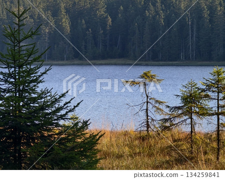 tranquil marsh bordered by spruces, peaceful marsh edge featuring small pines and gentle sunlight tranquil marsh bordered by spruces, peaceful marsh edge featuring small pines and gentle sunlight 134259841