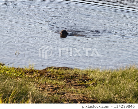 seal engages in playful foraging behavior close to grassy shoreline under soft cloudy light seal engages in playful foraging behavior close to grassy shoreline under soft cloudy light 134259846