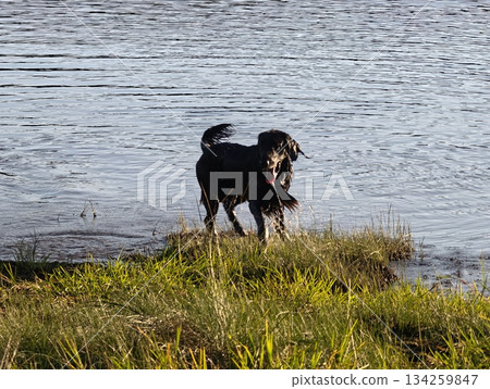 dog relaxes by shimmering waters, feathered surroundings with calm dog by reflective pond 134259847