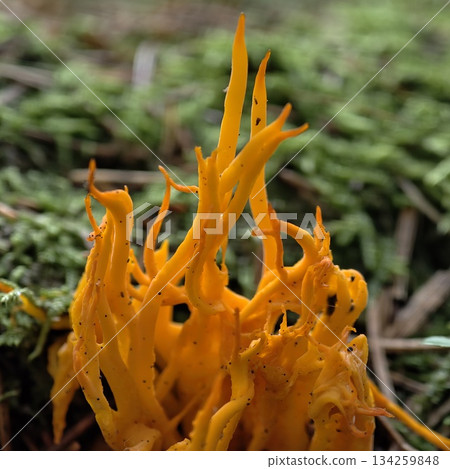 striking coral fungus with branching forms contrasts vividly against green moss environment 134259848