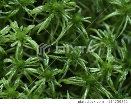 radial symmetry observed in moss surface, detailed photograph showcasing plush moss cushion symmetry 134259851