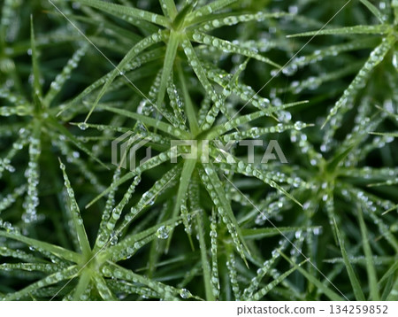 glistening droplets on lush green foliage, cool morning light highlights dew beads on natural glistening droplets on lush green foliage, cool morning light highlights dew beads on natural 134259852