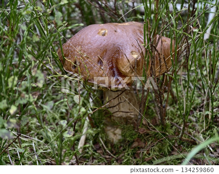 sturdy mushroom present, resilient porcini mushroom showcases culinary promise in lush natural sturdy mushroom present, resilient porcini mushroom showcases culinary promise in lush natural 134259860