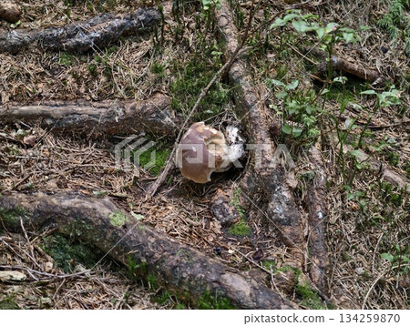 decaying mushrooms amid forest debris, porcini mushroom resting among forest roots and fallen leaves 134259870