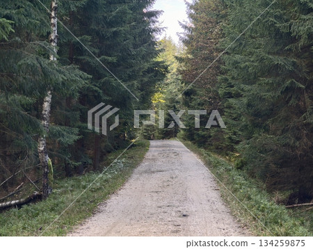 quiet trail surrounded by trees, narrow gravel trail framed by firs with shadowed canopy overhead quiet trail surrounded by trees, narrow gravel trail framed by firs with shadowed canopy overhead 134259875