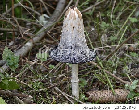 solitary mushroom highlighting lifecycle details, detailed portrait capturing spore release solitary mushroom highlighting lifecycle details, detailed portrait capturing spore release 134259876