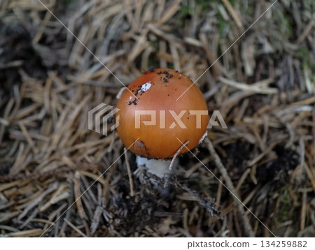 young orange toadstool among needles, early growth snapshot highlighting forest mushroom in warm young orange toadstool among needles, early growth snapshot highlighting forest mushroom in warm 134259882