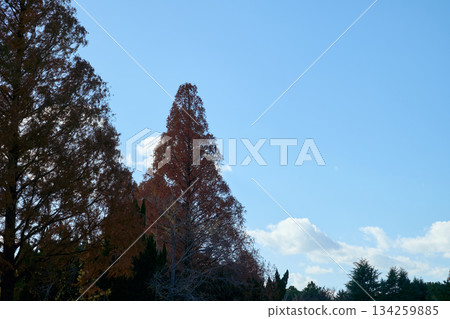 秋天的葉子和水杉的藍天 134259885
