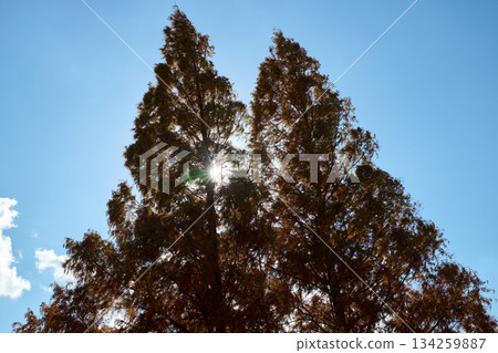 Metasequoia and sunlight 134259887