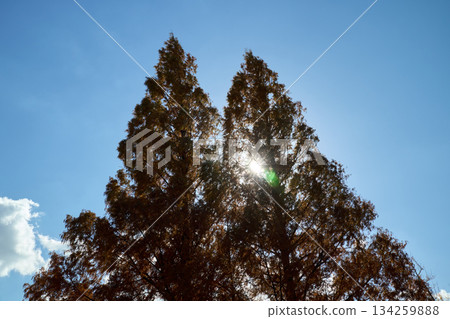 Metasequoia and sunlight Metasequoia and sunlight 134259888