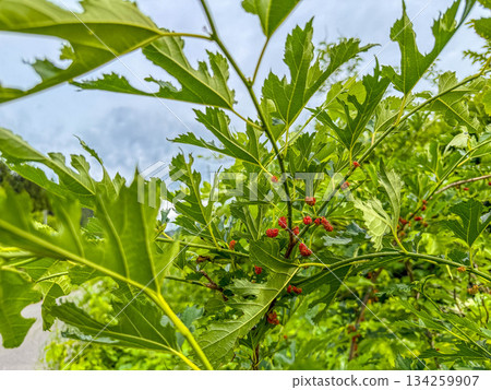 Unripe mulberries - June's red 134259907