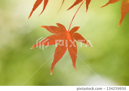 紅楓葉特寫，柔和的背景 134259930