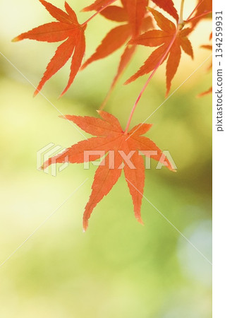 紅楓葉特寫，柔和的背景 134259931