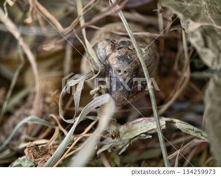 weathered tortoise finds peaceful refuge among leaves, old tortoise in quiet repose under aged weathered tortoise finds peaceful refuge among leaves, old tortoise in quiet repose under aged 134259973