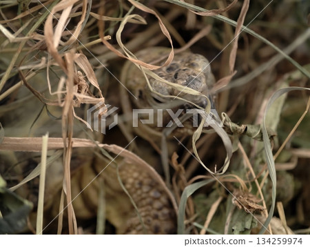 wild nature welcomes healed tortoise softly, sunlit grasses and gentle steps symbolize hope wild nature welcomes healed tortoise softly, sunlit grasses and gentle steps symbolize hope 134259974