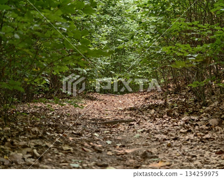 early morning forest journey, peaceful walking route amidst dense trees and textured ground 134259975