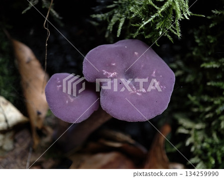 intimate macro shot capturing violet mushroom against moss and leaf litter underneath forest shade intimate macro shot capturing violet mushroom against moss and leaf litter underneath forest shade 134259990